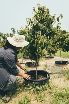 A woman in a wide brimmed had is planting a tree with other recently planted trees in the background.